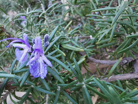 Rosemary flower and leaves close-upの写真素材