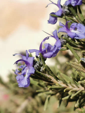 Rosemary flowers close-upの写真素材