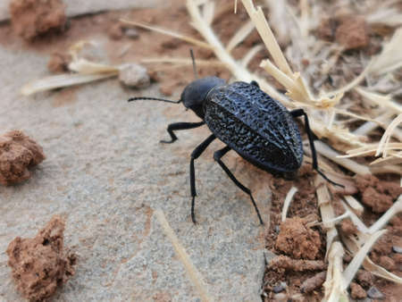 Black beetle close-upの写真素材