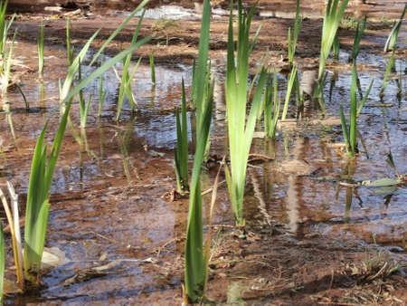 Plants watered via flood irrigationの写真素材
