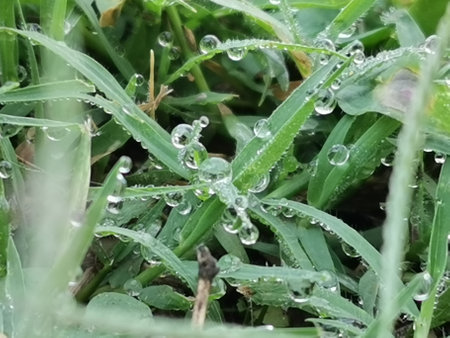 Dew droplets on grassの写真素材