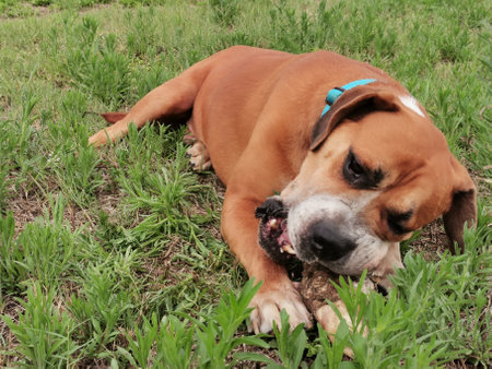 Dog lying on grass chewing boneの写真素材