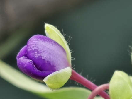 Purple flower bud with green leaves and red stem on blurred backgroundの写真素材