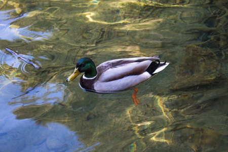 A duck swimming in a lakeの写真素材