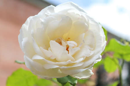 Close up of a white roseの写真素材