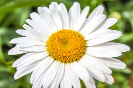 Close up of a white pyrethrumの写真素材