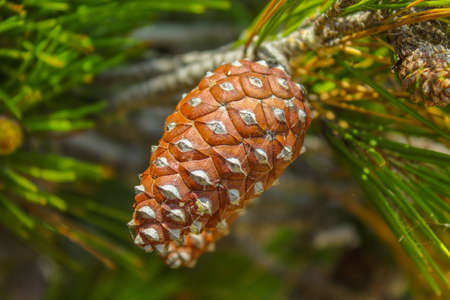 Close-up view of cedar pine cone on the treeの写真素材