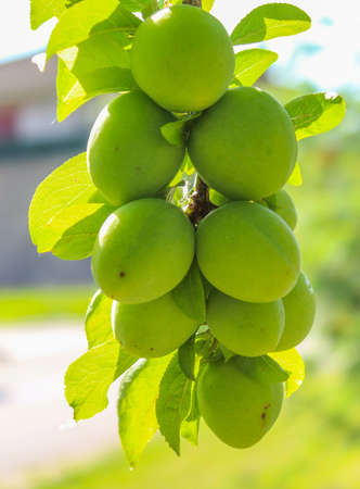 Green unripe plums on tree branchの写真素材