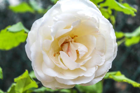 Close up of a white roseの写真素材