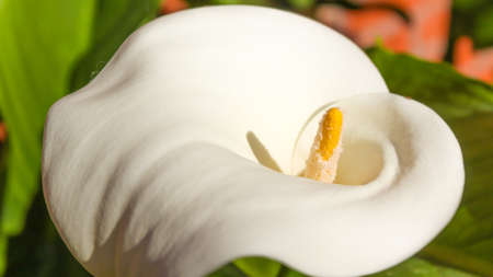Close up of an Alcatraz flowerの写真素材