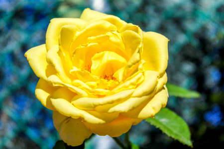 Close up of a yellow roseの写真素材