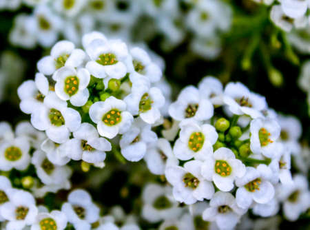 Close up of white flowersの写真素材