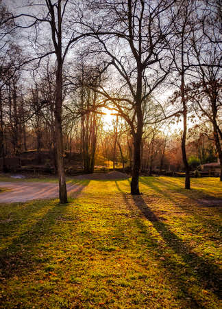 A beautiful sunset between trees.の写真素材