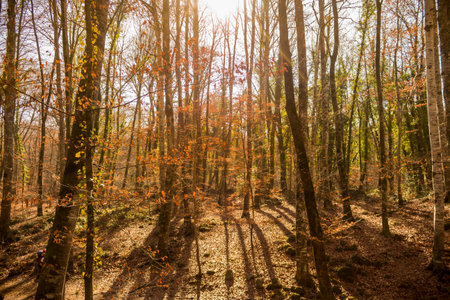 A nice view of a forest in autumn with sunlight in the background.の写真素材