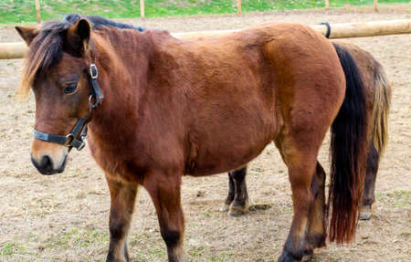 A photography of a beautiful pony.の写真素材