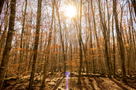 A nice view of a forest in autumn with sunlight in the background.の写真素材