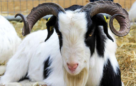 A close up photograph of a goat.の写真素材