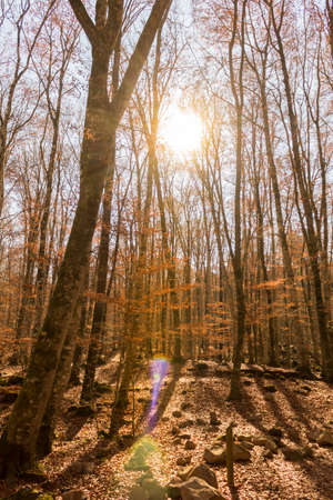 A nice view of a forest in autumn with sunlight in the background.の写真素材