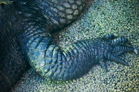 Crocodile footの写真素材