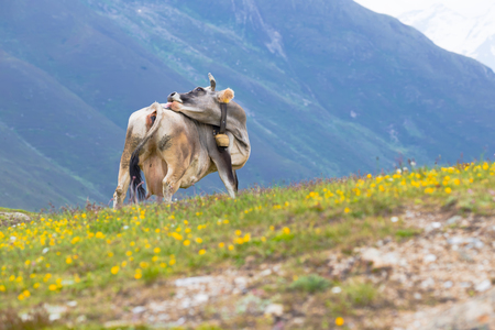  Cows in an Alpine meadowの写真素材