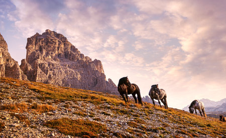 Beautiful horses in the Dolomitesの写真素材