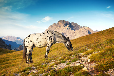 Landscape Italy, Dolomites - at sunrise spotted horse grazing alone on the rocksの写真素材