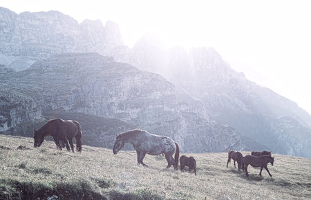 Landscape Italy, Dolomites - at sunrise horses graze on the barren rocksの写真素材