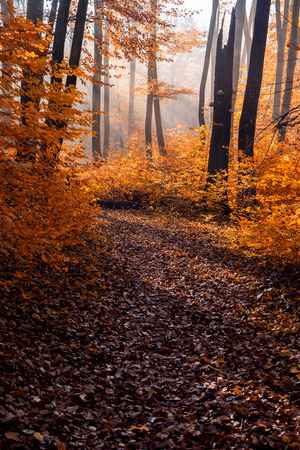 Beautiful, fabulous autumn landscape.の写真素材