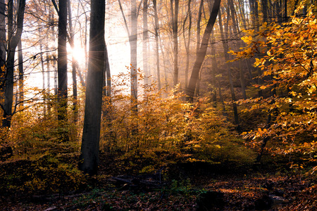Beautiful, fabulous autumn landscape.の写真素材