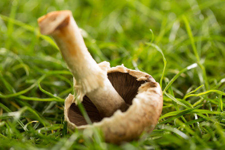 Wild mushroom on the green grass in the forest, close-upの写真素材