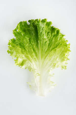 Fresh leaf of lettuce isolated on white backgroundの写真素材