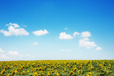 Sunflowers field and beautiful cloudscapeの写真素材