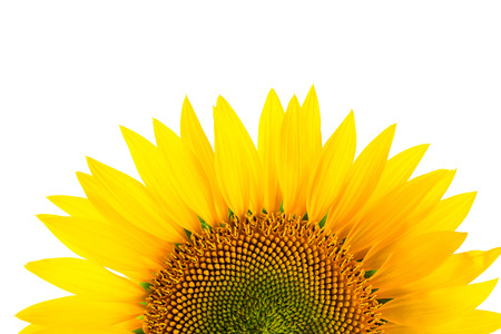 Sunflower detail, isolated on white backgroundの写真素材