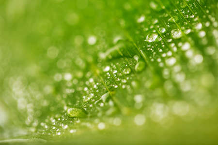Abstract green leaf and water drops texture for backgroundの写真素材