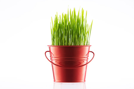 Green grass in decorative pot isolated on white backgroundの写真素材