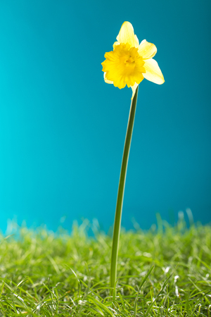 Wet Yellow daffodil and green grass on blue backgroundの写真素材
