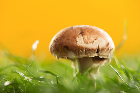 Mushroom in a fresh green grass on yellow backgroundの写真素材