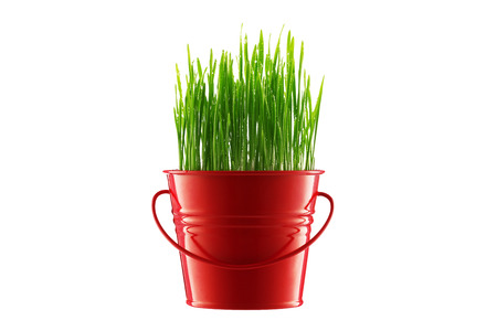 Fresh Green grass in decorative pot isolated on white backgroundの写真素材