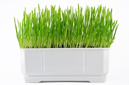Growing fresh green grass in white potの写真素材