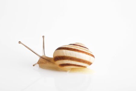 Snail isolated on white backgroundの写真素材