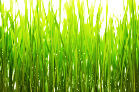Fresh green grass and rain drops on white backgroundの写真素材