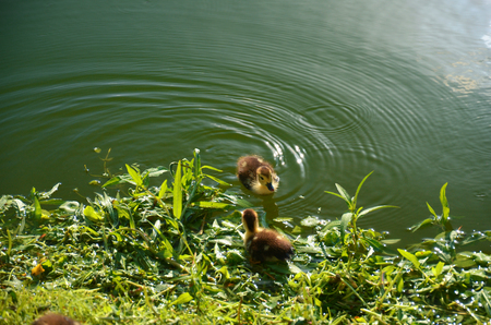 Little ducks on the water of tropical lake, Dominican Republicの写真素材