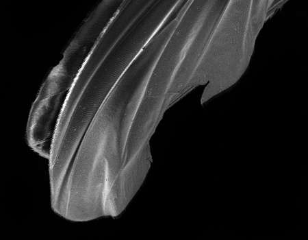 Scanning Electron Image of a fly wing at high magnification.の写真素材