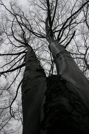 A european beech in fall. The trunk is wet from rain.の写真素材