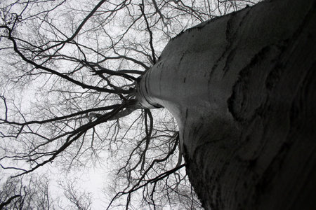  A European beech tree shot from an unusual angle. The tree trunk is wet and reflects some of the incident light.の写真素材