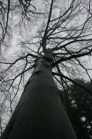 A defoliated European beech forest in a foggy fall day. Feeling is gloomy,wet, damp, cold.の写真素材