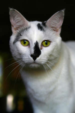 A pet cat in a closeup shot.の写真素材