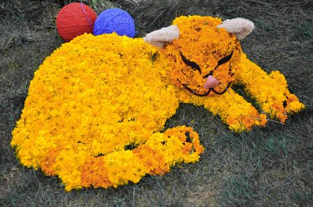 Cat from chrysanthemum with two balls of yarnの写真素材