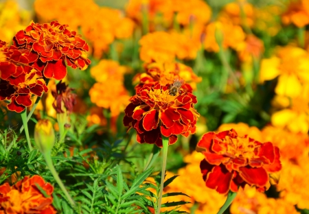 A bee collects pollen day on chernobrivtseの写真素材