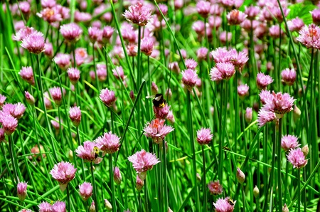 Bumblebee and bee collect honey from flowersの写真素材